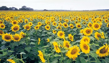 allora sunflowers