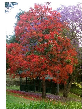 illawarraflametree 1